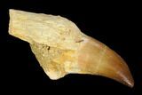 Fossil Mosasaur (Prognathodon) Tooth - Morocco #116914-1